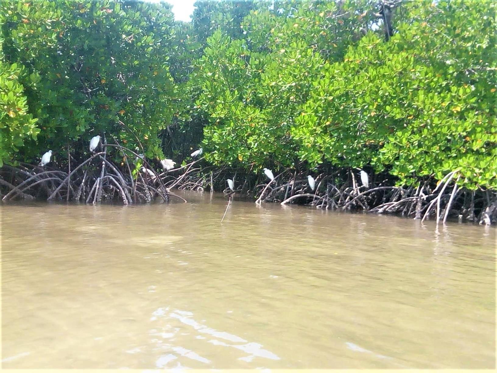 Mida Creek Nature Camp Watamu Exterior foto